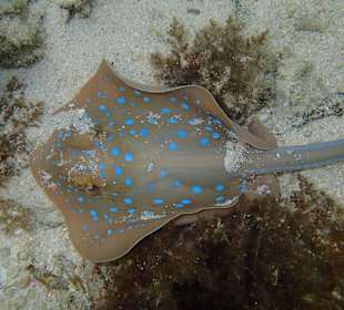 Tolle Unterwasserwelt 