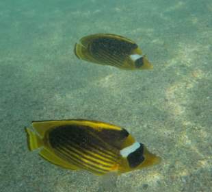 Schnorcheln Marsa Alam