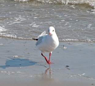 Strand18-Zimmervermittlung und Fahrradverleih