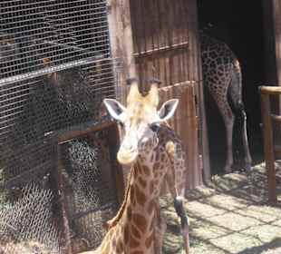 Gerade mal 1 Monat alt