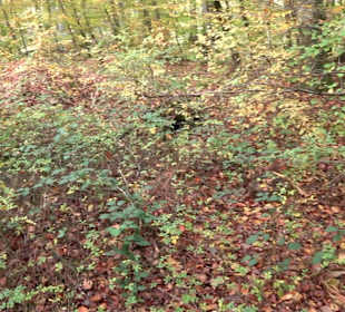 Keltische Grabstätten Stockach