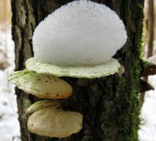 Baumschwamm im Winterkleid