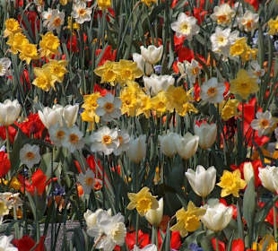 Mainau - Im Frühling ein Blumenmeer