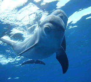 Schwimmen mit Delphinen