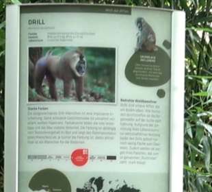 Tierpark Hellabrunn - Welt der Affen