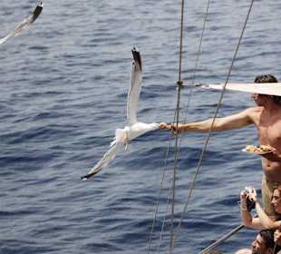 Möwenfütterung bei der Bootsfahrt mit Shogun