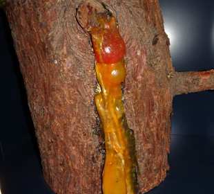 In der Sonderausstellung Bernstein im Natureum