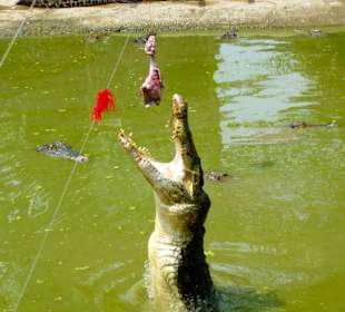 Fütterrung der Krokodile