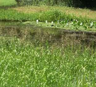 Froschteich