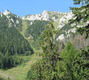 Plesnivec