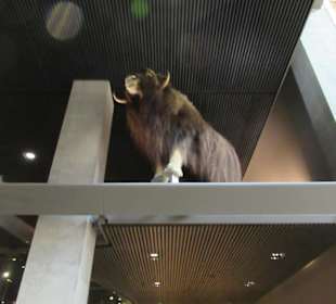 Im Alaska State Museum