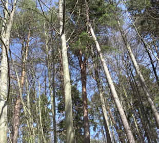 Baumlehrpfad Sontheim