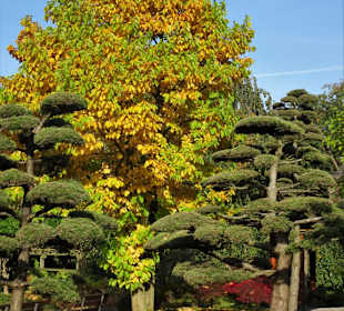 Im Japanischen Garten von "Planten un Blomen"