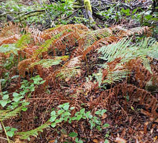 Landschaft von La Gomera