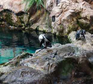 Loro Parque 08/2019