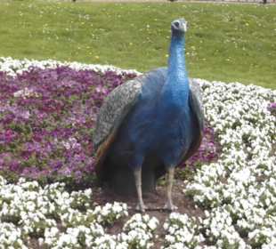 Weltvogelpark Walsrode