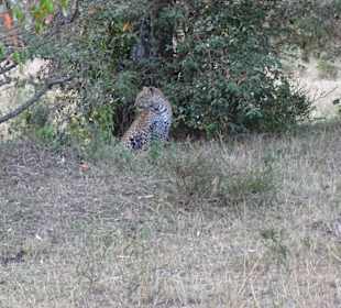 Ein Leopard auf der Jagd