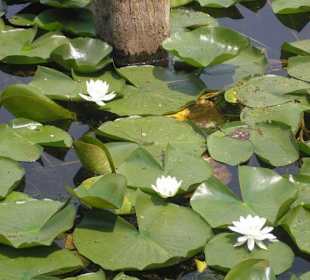 Die Seerosen im Lake