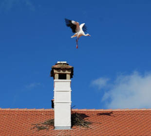 Storch im Flug