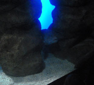 Cretaquarium Thalassocosmos