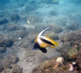 Fische am Hotel-Strand des Ghazala Gardens