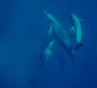 Delfin Tour Marsa Alam