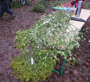 Waldbasar in Dudenhofen