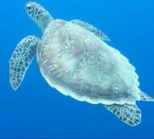 Schildkröte in der Hotelbucht