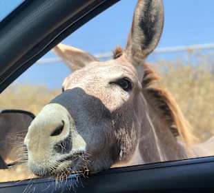 Donkey Sanctuary Bonaire