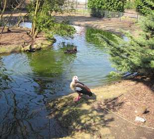 Vogelpark Graben-Neudorf