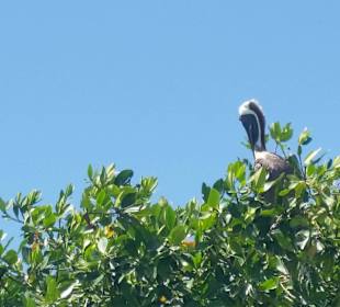 Vogelpark mit braunen Pelikanen