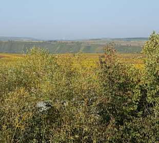 Blick auf die Weinlandschaft