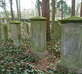 Immergrüner Efeu als Symbol für ewiges Leben