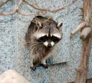 Waschbär