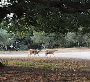 Wandern Georgioupolis