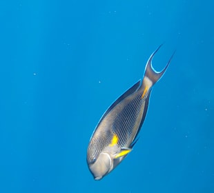 Schnorcheln Sharm el Sheikh