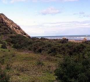 Die Landschaft an der Whale Bay von Raglan