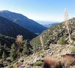 Горная растительность - горы Сан-Габриэль