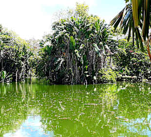 Pamplemousses Botanical Garden