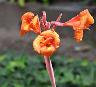 Jardín de Aclimatación de La Orotava