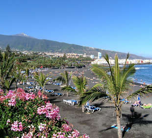 Die kleinen Palmen geben auch schon Schatten ab
