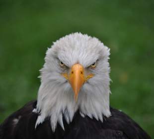 Weißkopfseeadler