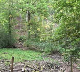 Altwege Rundwanderung Bebenhausen