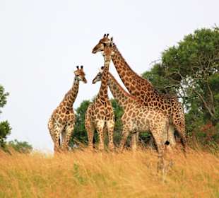 Giraffen