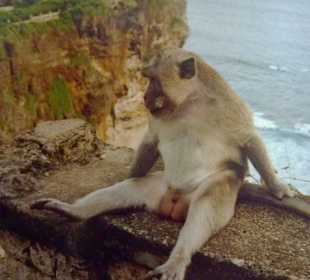Langschwanzmakake/Pura-Uluwatu
