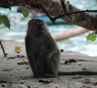 Monkey beach/park narodowy Penang