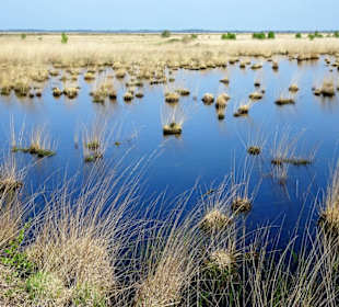 Rundgang durch das Stapeler Moor