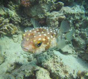 Schnorcheln Marsa Alam