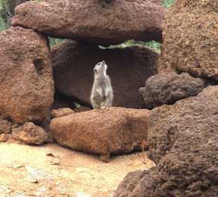 Erdmännchen