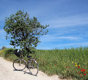 Radfahren im April vorbei an blühenden Wiesen